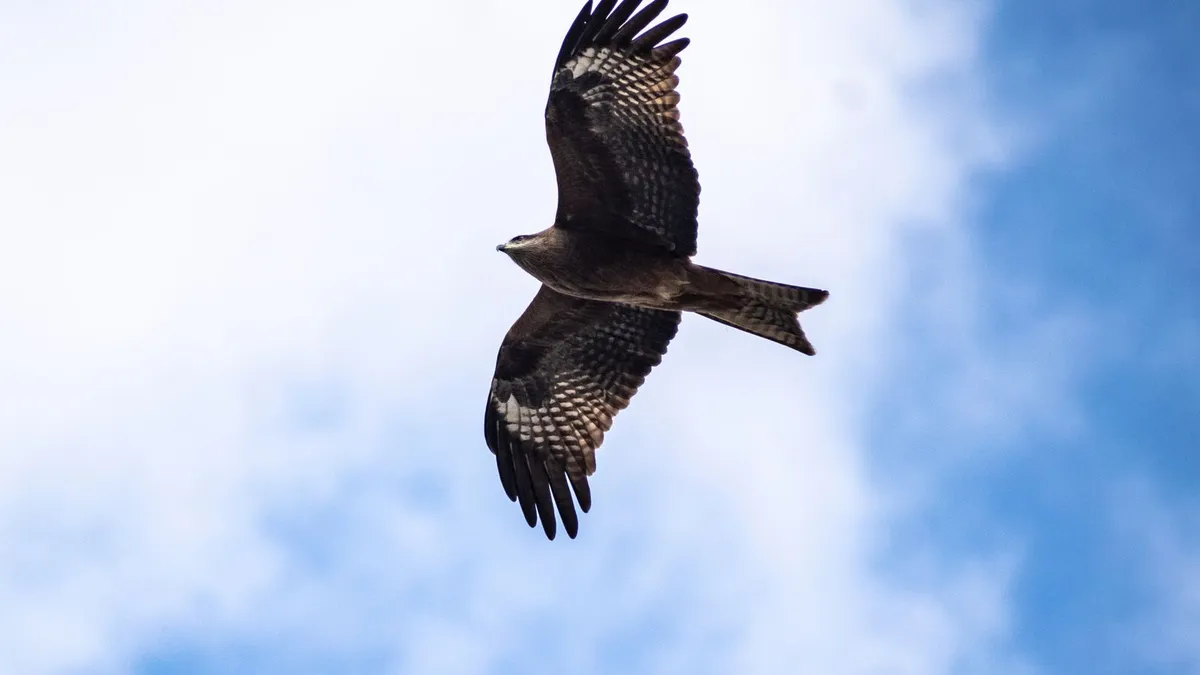 Animal totem buse : symbole et signification