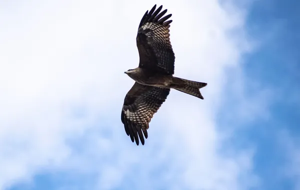 Animal totem buse : symbole et signification
