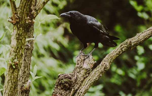 Animal totem corbeau : symbole et signification