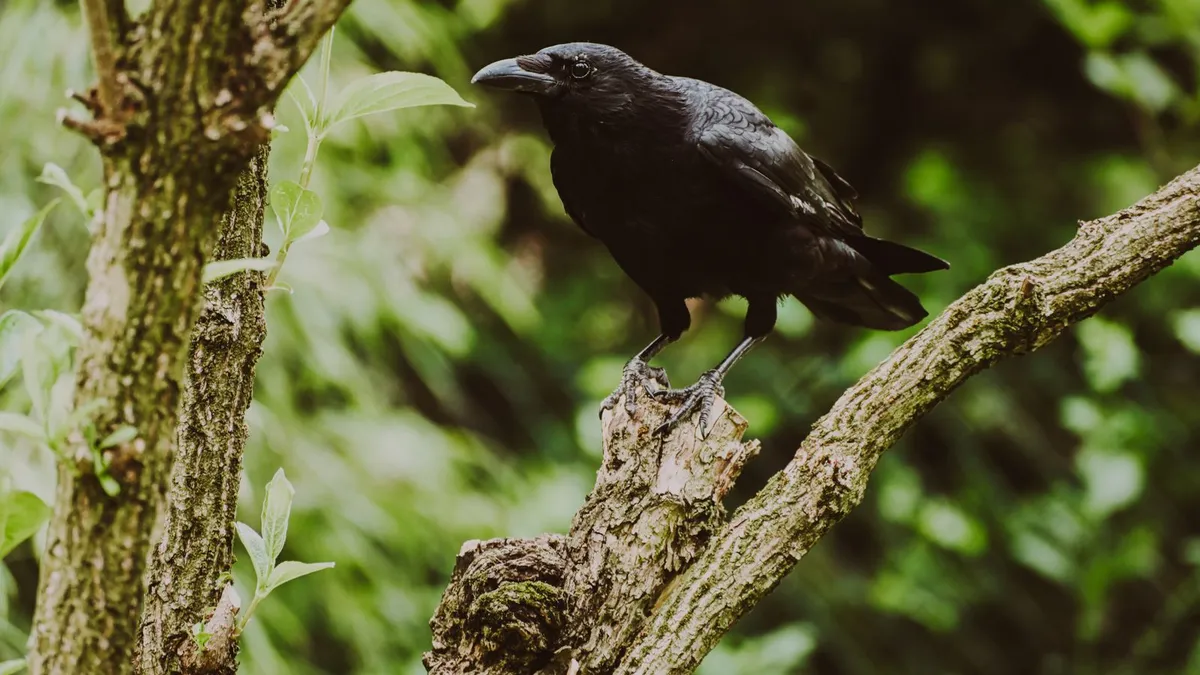 Animal totem corbeau : symbole et signification