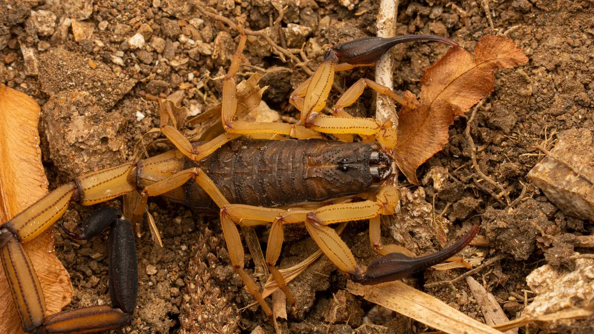 Animal totem scorpion : rêves et symboles