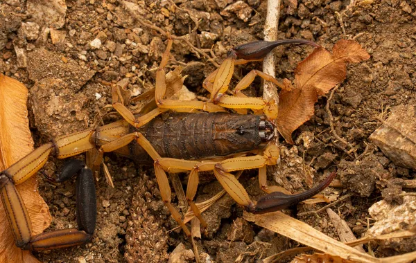 Animal totem scorpion : rêves et symboles