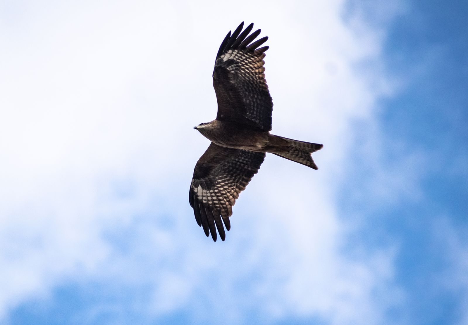 Animal totem buse : symbole et signification