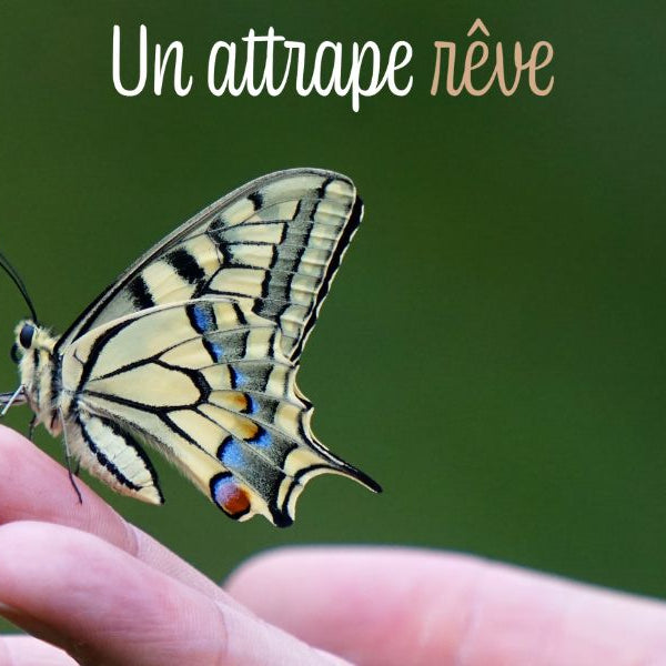 Animal totem papillon : symbolique et signification (un-attrape-reve.com)