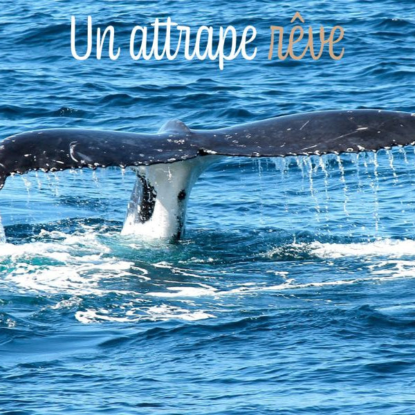 Animal totem baleine : signification symbolique, rêves